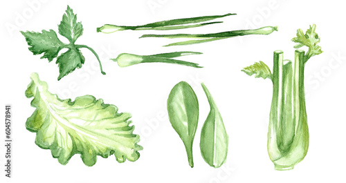 Bunches of fresh raw herbs for salad. Set of fresh herbs and spices. Celery, spinach leaves, parsley and onion feathers. Hand drawn watercolor illustration isolated on white background