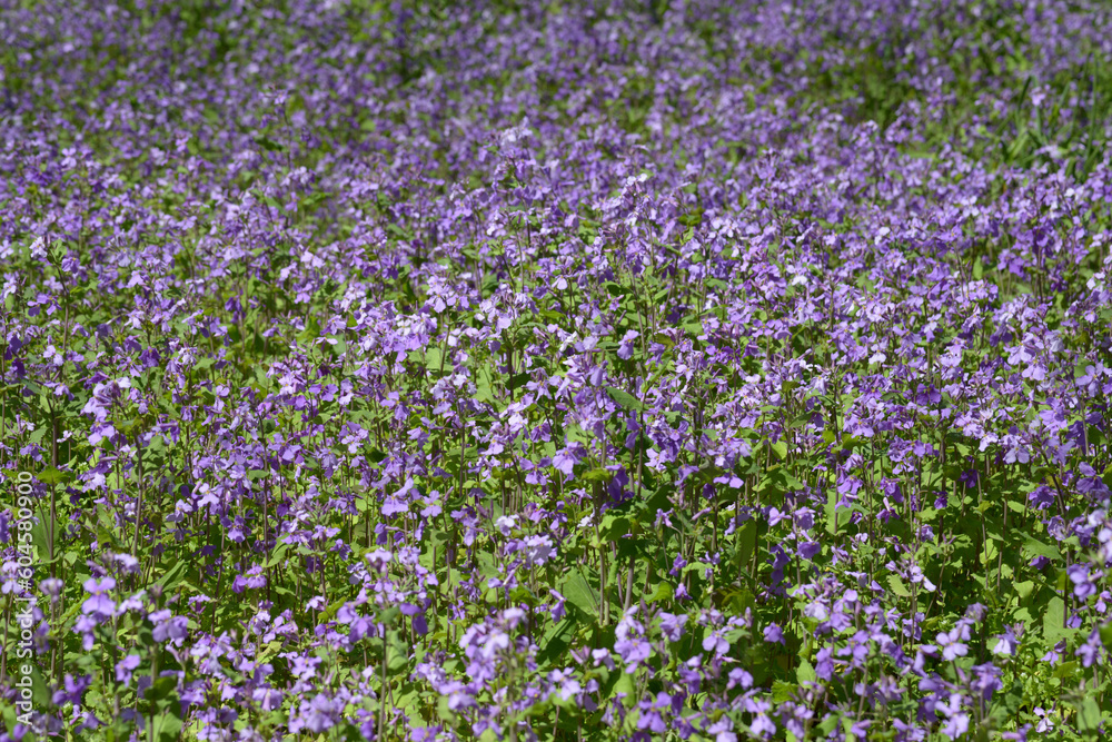 Naklejka premium ショカツサイ