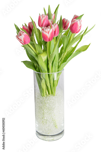 Bouquet of pink tulips in a cylinder glass vase full of hydrogel on white background isolated PNG transparent background