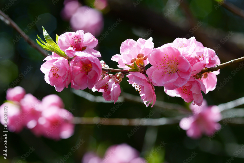 Fototapeta premium 花桃