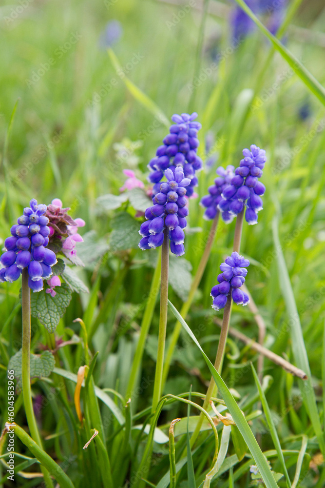 The grape hyacinth (Muscari) blooming in a field The grape hyacinth (Muscari) blooming in a field