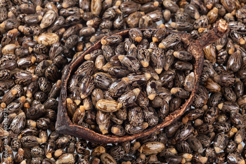 Ricinus Communis – Dried Seeds Of The Fruit Of The Castor Bean Plant