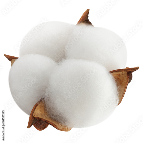 Foto Cotton flower isolated on white background, full depth of field