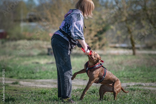 A beautiful young girl cynologist trains a pit bull terrier outdoors.