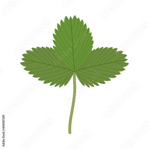 Strawberry leaf, an example of a compound leaf. Trifoliate.