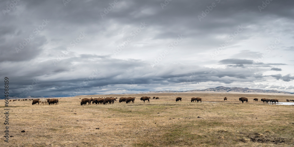 A large herd of bison (buffalo) on a meadow in the Rocky Mountains at Fairplay, Colorado, USA