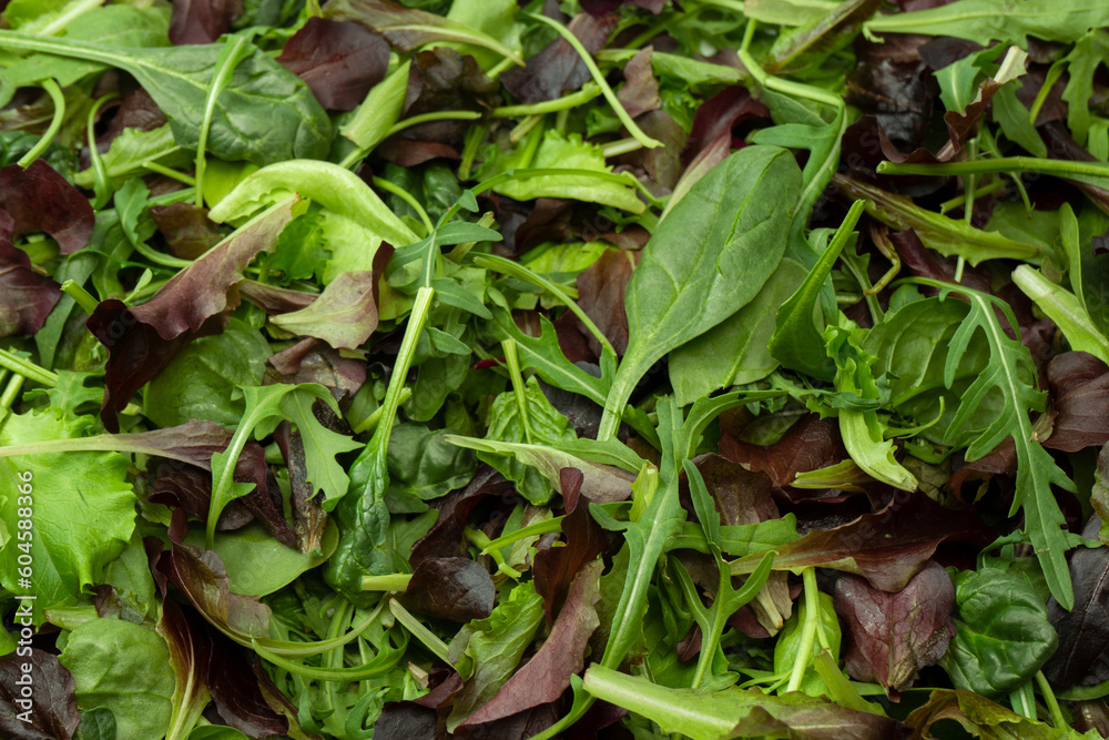 Fresh mix of salads with edible flowers. Top view. Fresh mix of salads with edible flowers. Top view.
