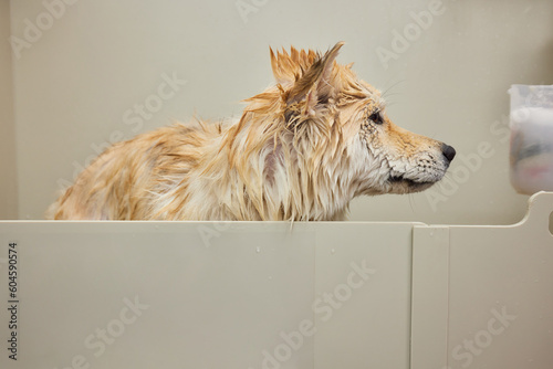 Funny portrait of a welsh corgi pembroke dog showering with shampoo. Dog taking a bubble bath in grooming salon. photo