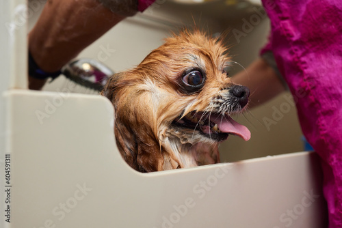 Funny portrait of a welsh corgi pembroke dog showering with shampoo. Dog taking a bubble bath in grooming salon. photo