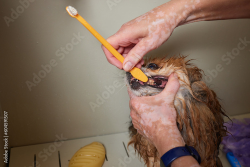 Funny portrait of a welsh corgi pembroke dog showering with shampoo. Dog taking a bubble bath in grooming salon. photo