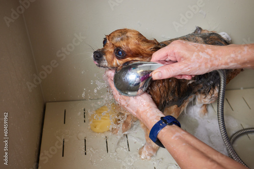 Funny portrait of a welsh corgi pembroke dog showering with shampoo. Dog taking a bubble bath in grooming salon. photo