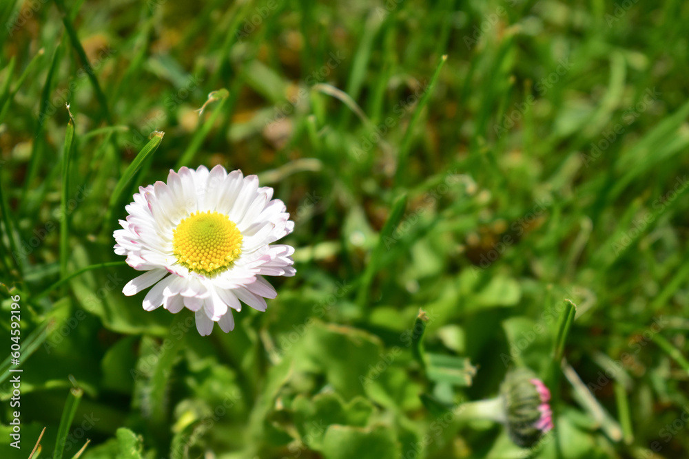 Fototapeta premium One small chamomile in green grass. 