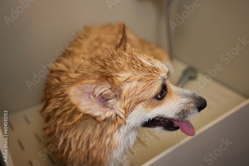 Funny portrait of a welsh corgi pembroke dog showering with shampoo. Dog taking a bubble bath in grooming salon. photo