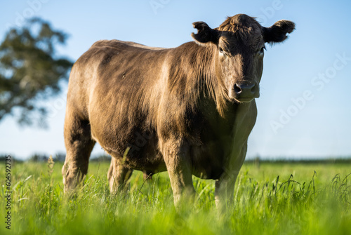 Fototapeta Naklejka Na Ścianę i Meble -  Portrait of a beautiful cow, of beef cows, breeds include speckle park, Murray grey, angus, Brangus, hereford, wagyu, dairy cows