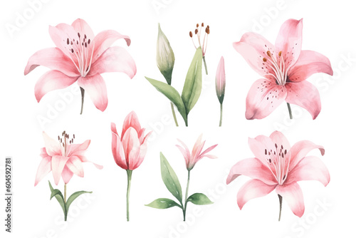 pink lily flowers