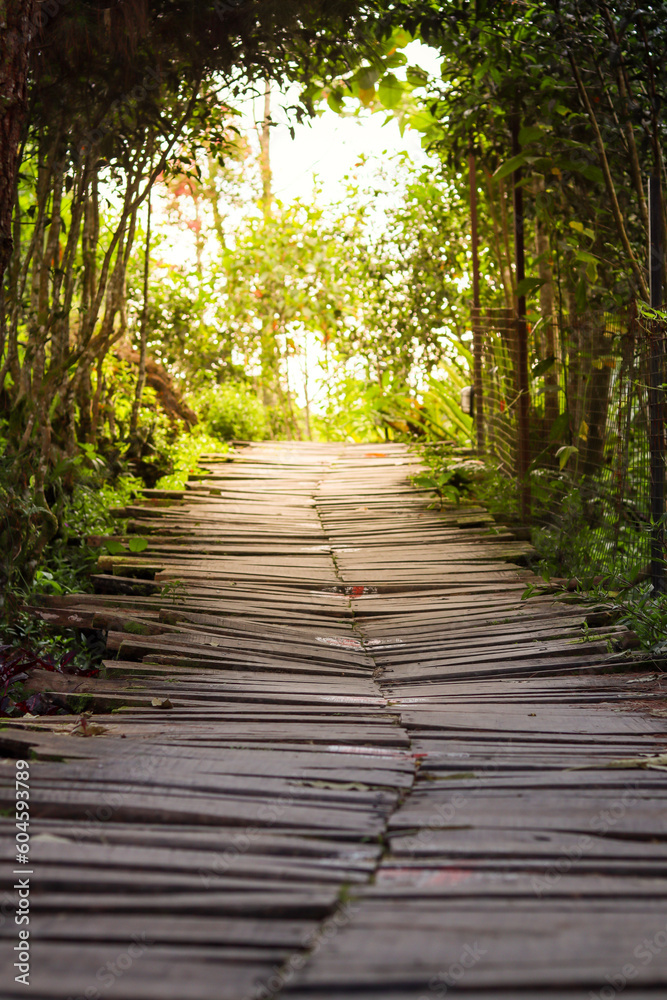 Obraz premium home page garden concept with paths made of wood and pebbles