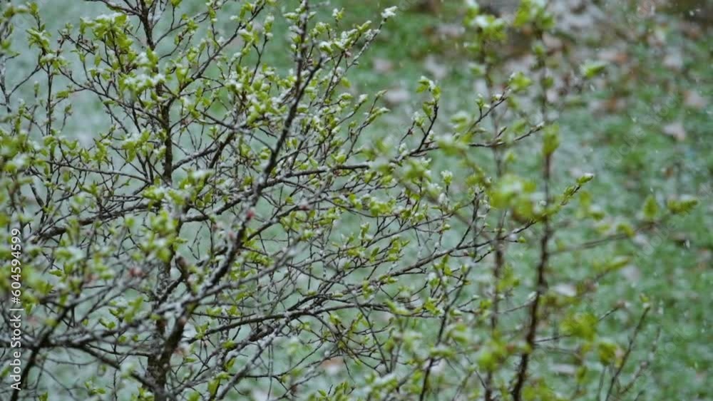 Snow in spring. Snowflakes delicately fall in slow motion on tree branches adorned with green leaves. Ever-changing and unpredictable nature of the seasons. Snow in spring. Snowflakes delicately fall in slow motion on tree branches adorned with green leaves. Ever-changing and unpredictable nature of the seasons.