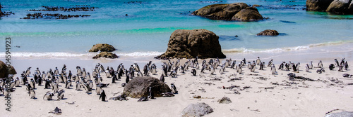A group of Penguins at Boulders Beach in Simons Town, Cape Town, South Africa. Beautiful penguins. Colony of African penguins on a rocky beach in South Africa.