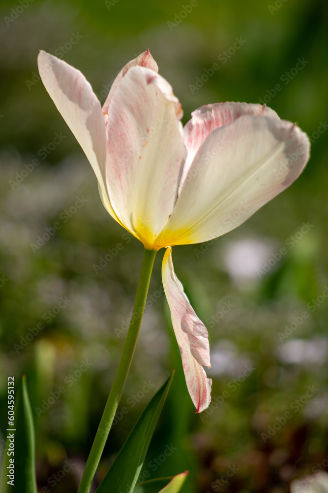 Fototapeta premium tulip flower in spring