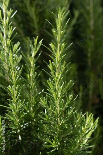 Green young sprigs of rosemary on a bush are towering. Cobwebs hang from the branches. A rosemary bush in the background.