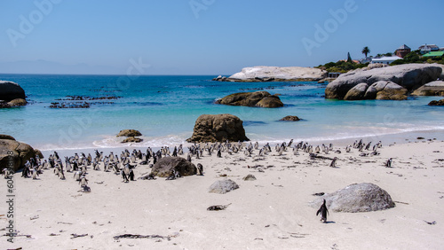 Penguins at Boulders Beach in Simons Town, Cape Town, South Africa. Beautiful penguins. Colony of African penguins on a rocky beach in South Africa.