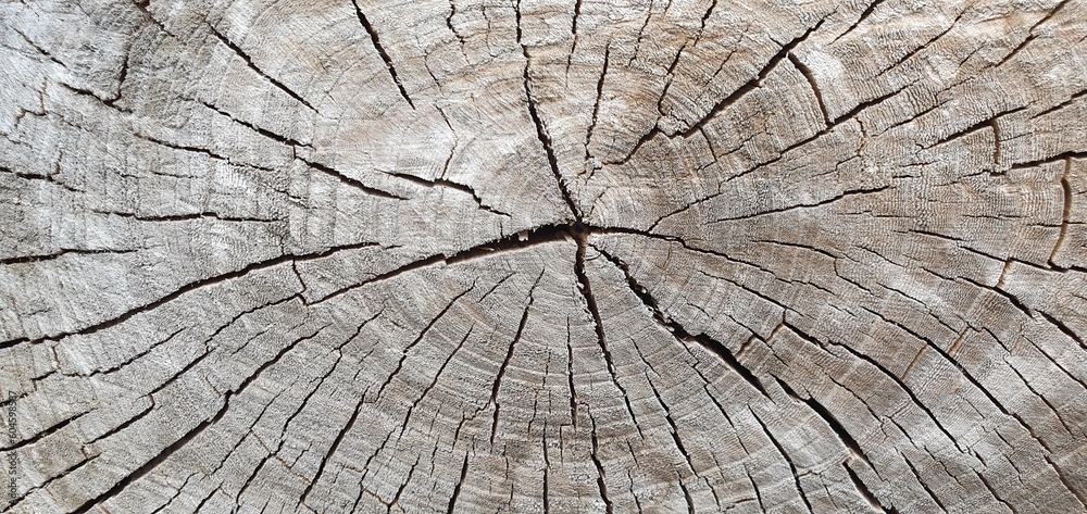 Fototapeta premium woody background. cut wood texture