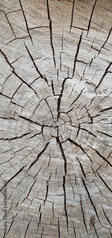 Fototapeta premium woody background. cut wood texture