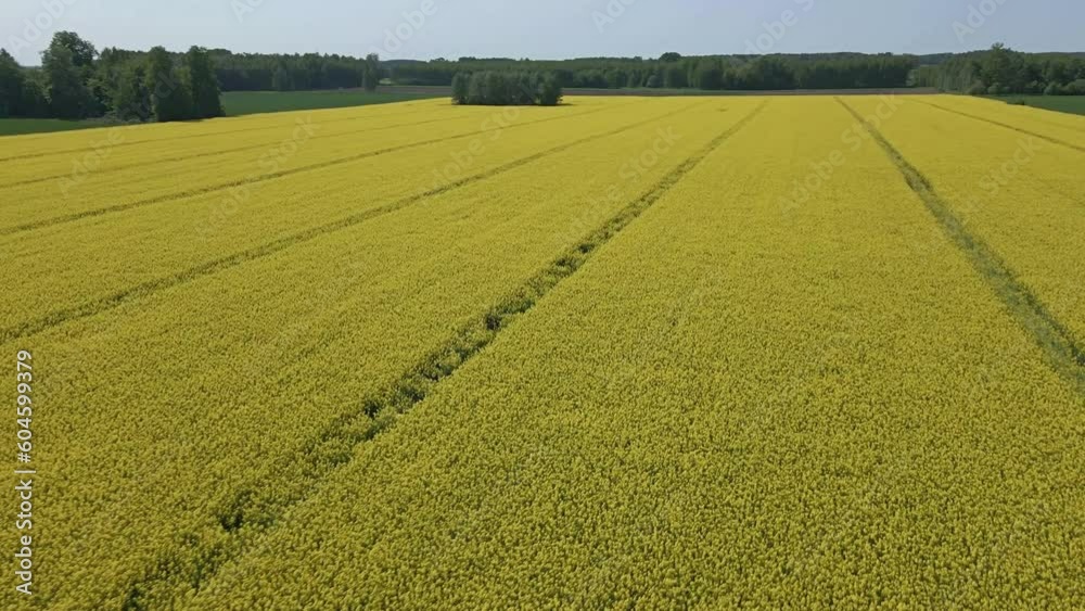 Aerial view of the blooming yellow rapeseed fields and green fields of rye and wheat on a sunny,spring day. Aerial view of the blooming yellow rapeseed fields and green fields of rye and wheat on a sunny,spring day.