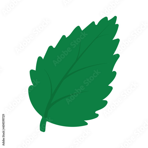 Mint leaf and nettle. vector illustration of green nature element