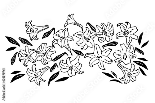 ユリの花のイラスト（線画） photo