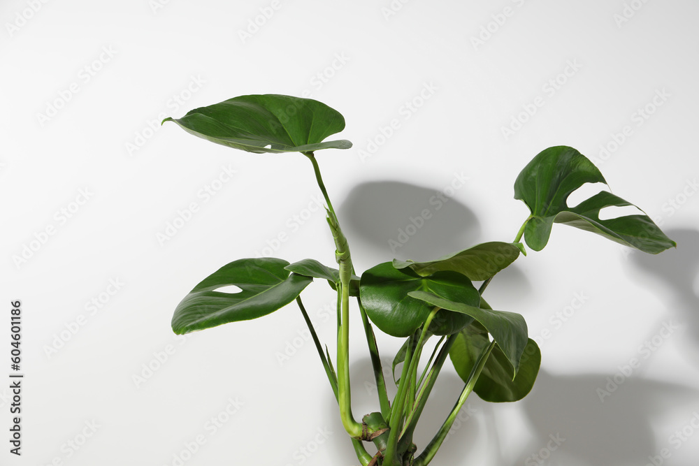 Beautiful monstera near white wall. Leafy houseplant Beautiful monstera near white wall. Leafy houseplant