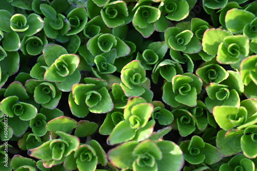 macro photo of a green succulent, Close-up photograph of the patterns and leaves of a succulent aloe plant, Green succulent plants close-up, light green Clean Sedum, blurred green succulent 