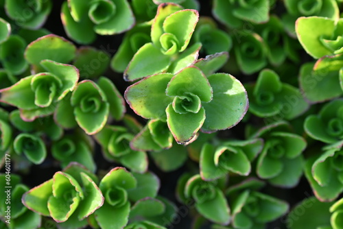 macro photo of a green succulent, Close-up photograph of the patterns and leaves of a succulent aloe plant, Green succulent plants close-up, light green Clean Sedum, blurred green succulent 