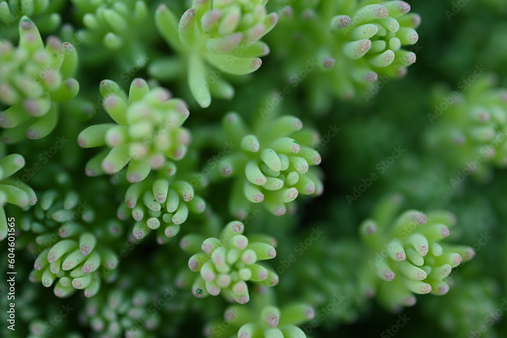 close-up photo of a green succulent, Close-up photograph of the patterns and leaves of a succulent aloe plant, Green succulent plants close-up, light green Clean Sedum, blurred green succulent 