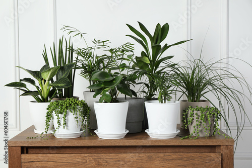 Many beautiful green potted houseplants on wooden table indoors