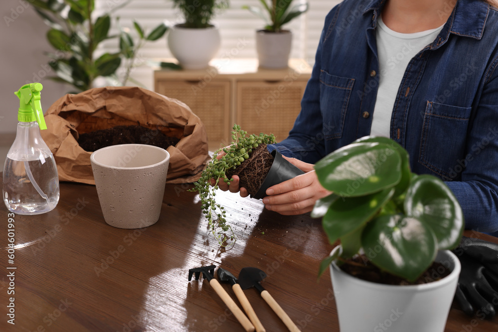 Woman transplanting houseplant into new pot at wooden table indoors, closeup Woman transplanting houseplant into new pot at wooden table indoors, closeup