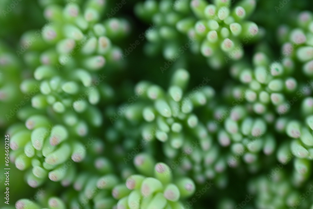 closeup photo of a green succulent, Closeup photograph of the