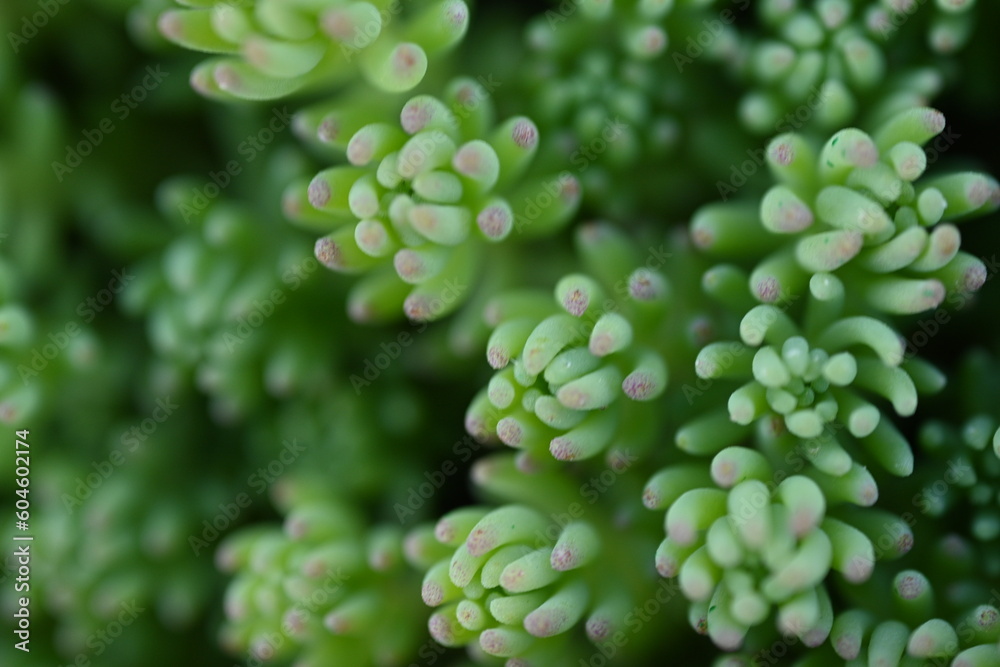 close-up photo of a green succulent, Close-up photograph of the patterns and leaves of a succulent aloe plant, Green succulent plants close-up, light green Clean Sedum, blurred green succulent close-up photo of a green succulent, Close-up photograph of the patterns and leaves of a succulent aloe plant, Green succulent plants close-up, light green Clean Sedum, blurred green succulent