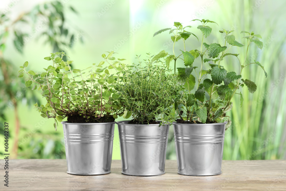 Different aromatic potted herbs on wooden table Different aromatic potted herbs on wooden table