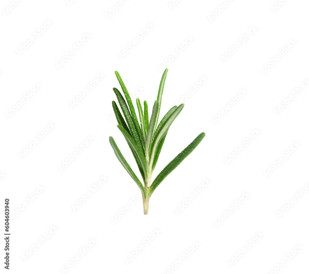 Sprig of fresh rosemary isolated on white Sprig of fresh rosemary isolated on white