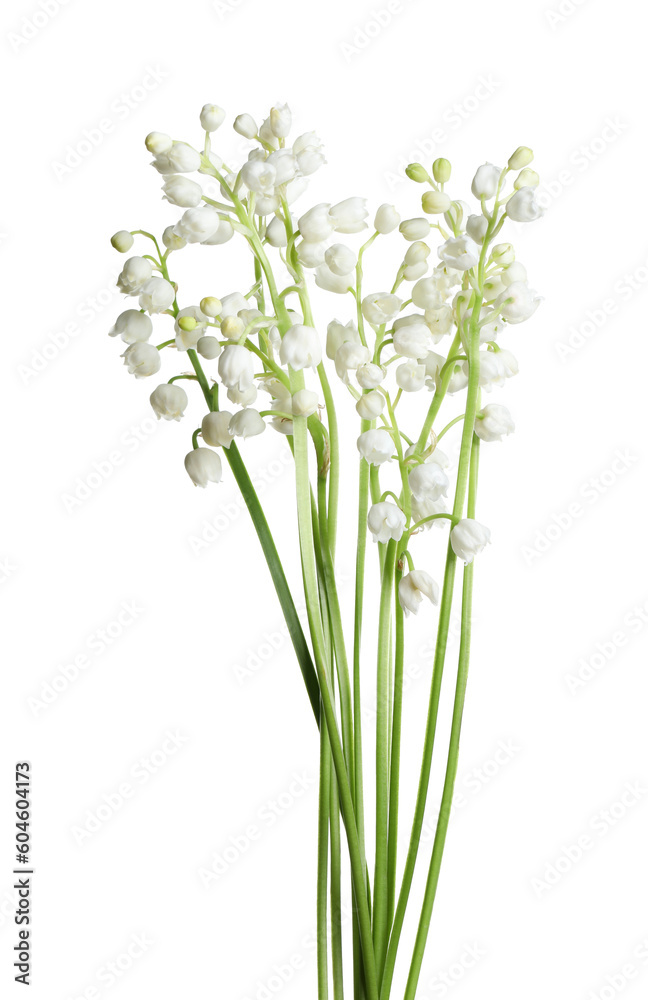 Fototapeta premium Beautiful lily of the valley flowers on white background