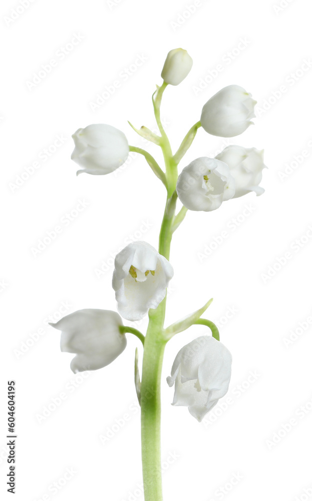 Beautiful lily of the valley flower on white background Beautiful lily of the valley flower on white background