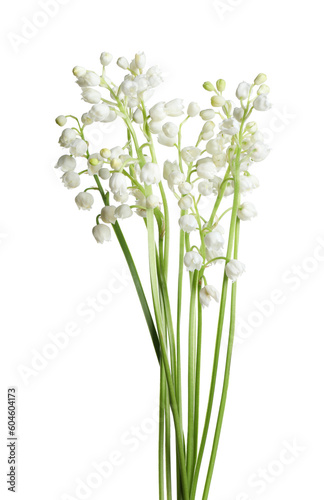 Beautiful lily of the valley flowers on white background