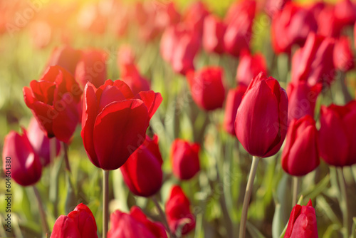 Fototapeta Naklejka Na Ścianę i Meble -  Beautiful red tulips growing outdoors on sunny day, closeup