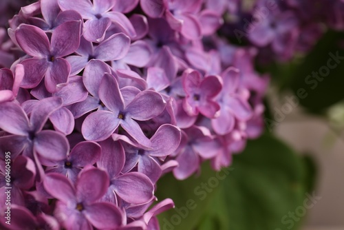 Beautiful blooming lilac flowers against blurred background  closeup. Space for text