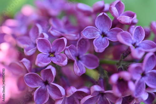 Bright pink lilac blooming with flowers and buds close up, soft lilac, pink flowers lilac, art beautiful bokeh, close up of lilac flowers, lilac flowers on a branch, Pink lilac flowers background © Анна Климчук