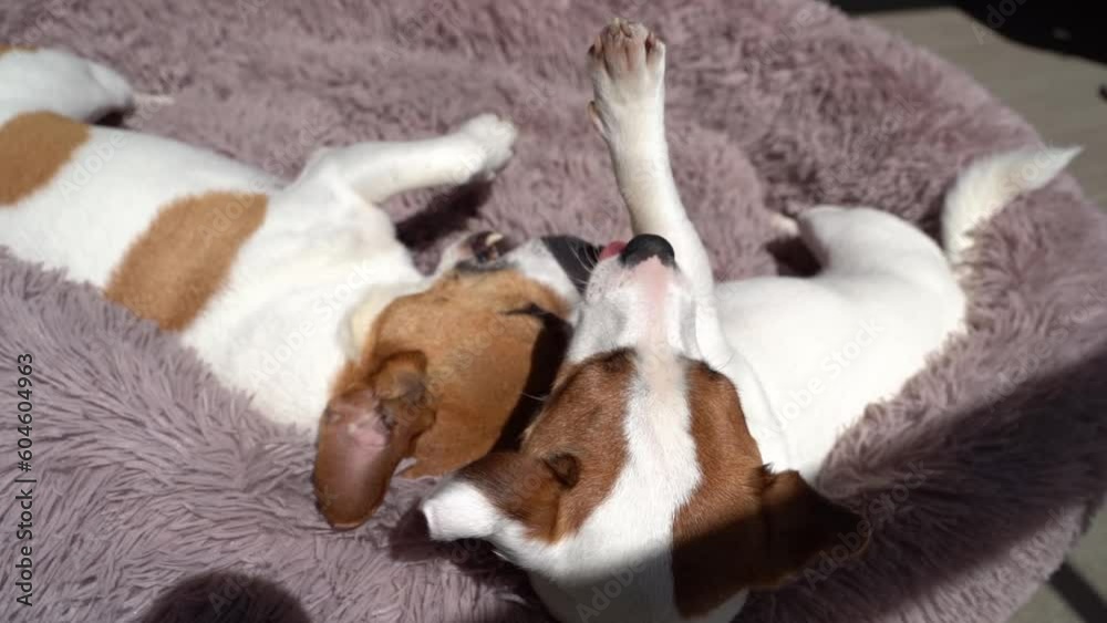 Cuddling dogs playing game friendship top view slow motion video footage. Lovely small Jack Russell terriers. two dogs playing fighting lying on fluffy purple pet bed at sunny summer terrace. Cuddling dogs playing game friendship top view slow motion video footage. Lovely small Jack Russell terriers. two dogs playing fighting lying on fluffy purple pet bed at sunny summer terrace.