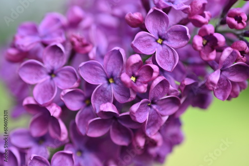 Bright pink lilac blooming with flowers and buds close up, soft lilac, pink flowers mauve, art beautiful bokeh, close up of lilac flowers, lilac flowers on a branch, Pink mulberry flowering background © Анна Климчук