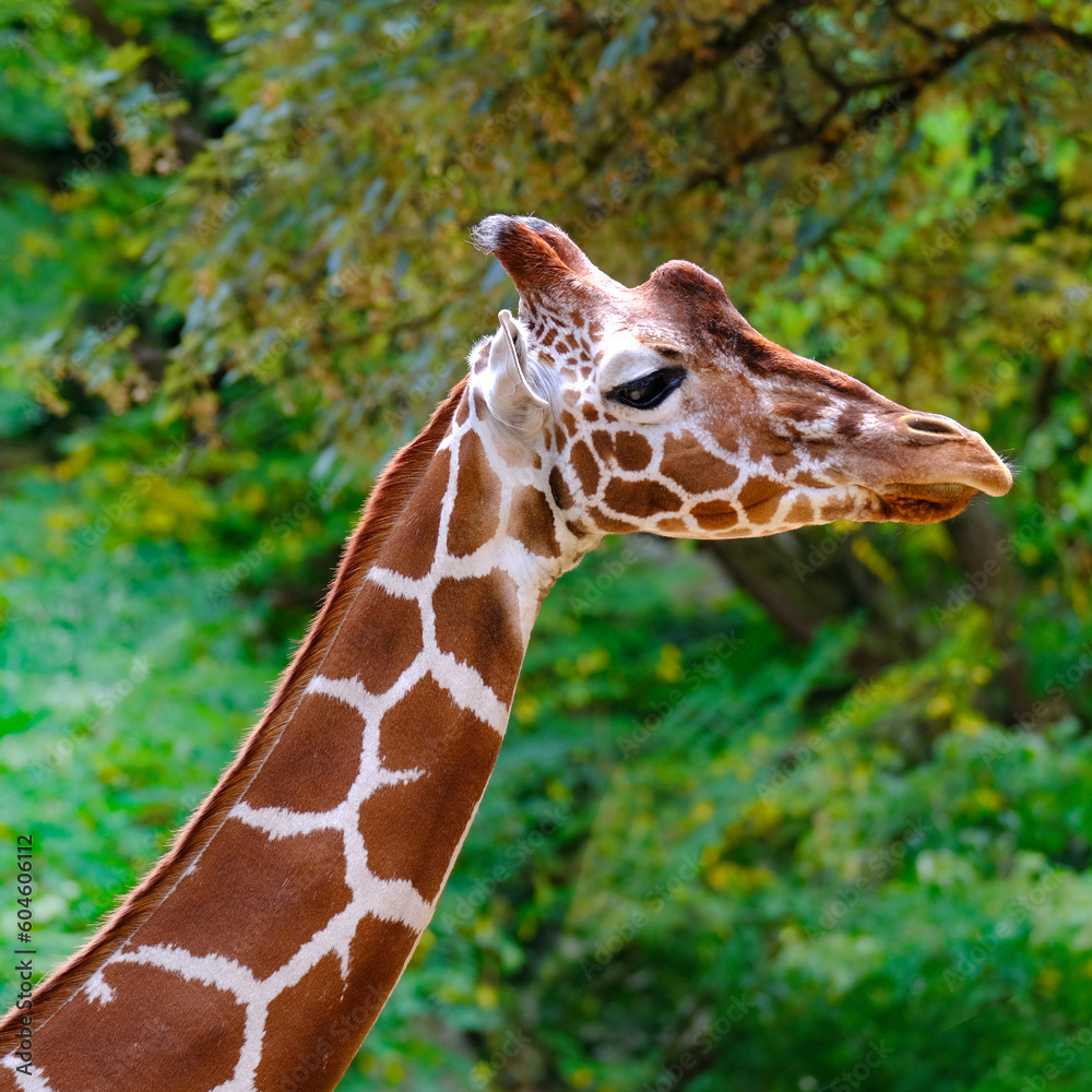 Obraz premium closeup giraffe animal with long neck, Giraffa camelopardalis, brown spots on shiny skin, artiodactyl mammal from giraffidae family, beautiful natural green background of African savanna trees