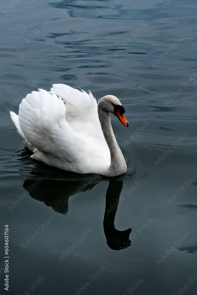 Fototapeta premium white swan on the lake
